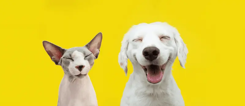 A happy cat and a dog smiling on isolated yellow background.